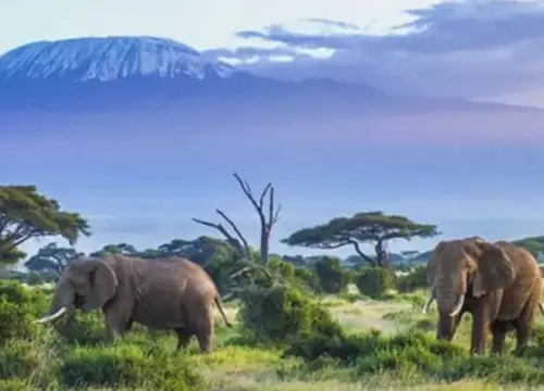 5 DAYS KILIMANJARO CLIMBING