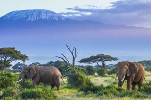 5 DAYS KILIMANJARO CLIMBING