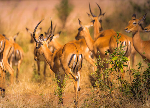 6 Days Selous and Ruaha Wilderness Safari