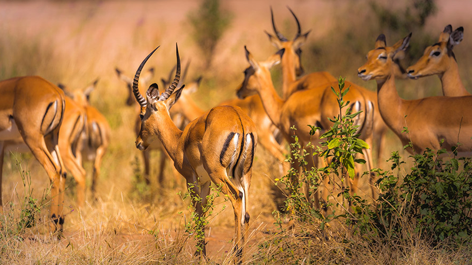 6 Days Selous and Ruaha Wilderness Safari