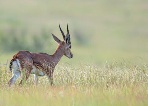 6 Days Serengeti and Maasai Mara Safari Adventure