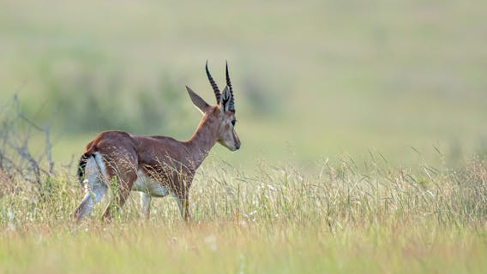 6 Days Serengeti and Maasai Mara Safari Adventure
