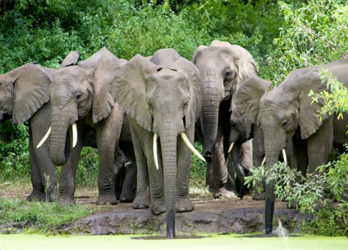 6 Days Tarangire and Lake Manyara Safari