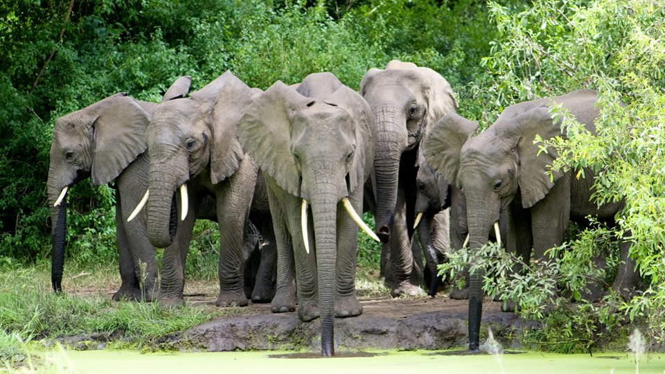 6 Days Tarangire and Lake Manyara Safari
