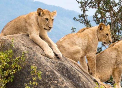 6 Days Samburu and Aberdare Safari