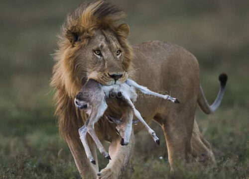 6 Days Serengeti and Ngorongoro Crater Exploration