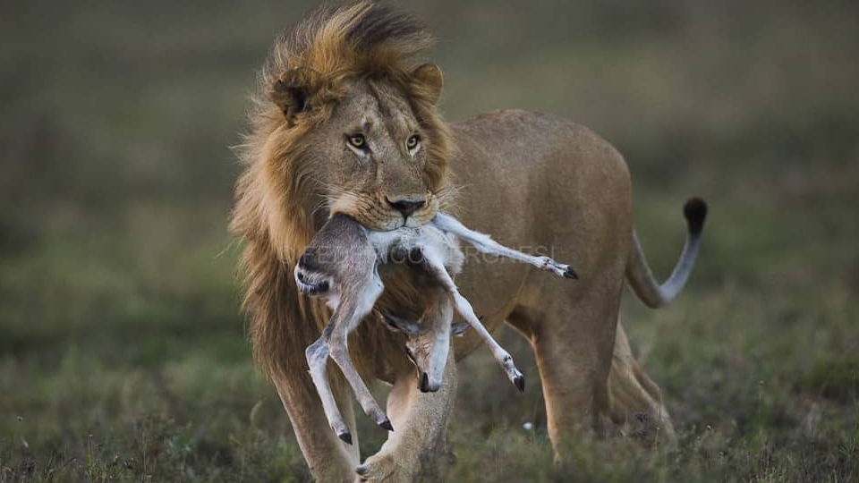 6 Days Serengeti and Ngorongoro Crater Exploration