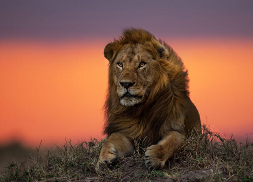 7 Days Ngorongoro Crater , Serengeti and Lake Manyara Exploration