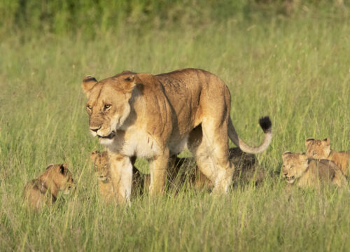 7 Days Serengeti Safari Adventure