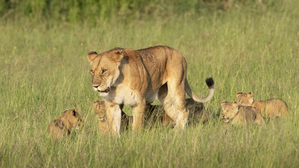 7 Days Serengeti Safari Adventure