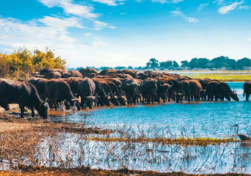 Lake-manyara-national-park
