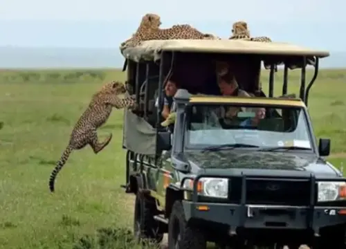 3 Days in Maasai Mara