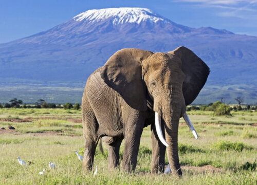 11 Days Mount Kilimanjaro and Amboseli Expedition