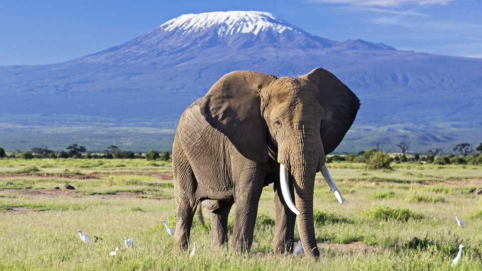 11 Days Mount Kilimanjaro and Amboseli Expedition
