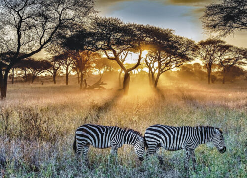 12 Days Kenya Safaris