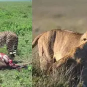 Tanzania lodge safaris