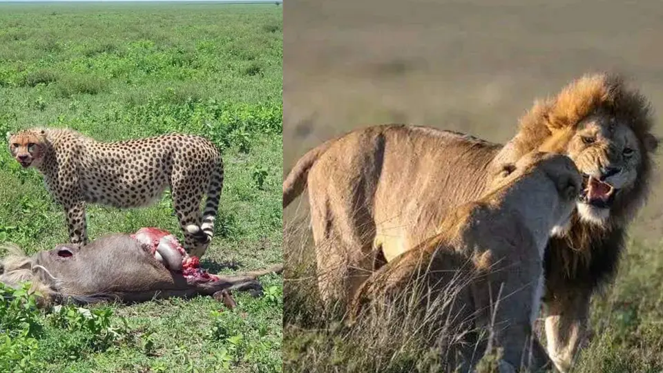 Tanzania lodge safaris
