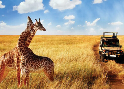 6 Days Masai Mara and Lake Nakuru Safari