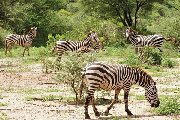 Zebraz-at-the-national-park