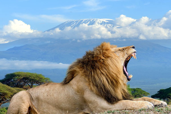 5 Days Amboseli and Tsavo Safari