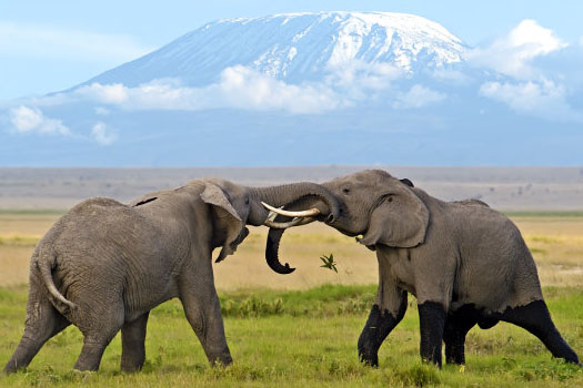 amboseli np