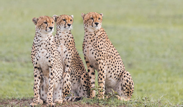 4 Days 3 Nights Kenya Safari Experience