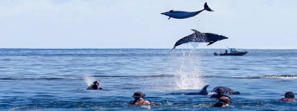 Dolphin Watching in Zanzibar.