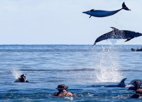 Dolphin Watching in Zanzibar.