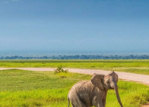 6 Days Amboseli and Tsavo Safari adventure