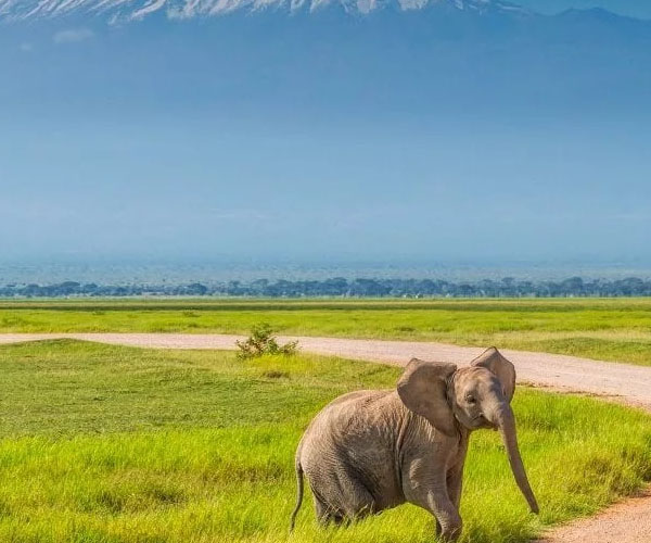 6 Days Amboseli and Tsavo Safari adventure
