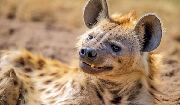 6 Days 5 Nights Safari in Kenya
