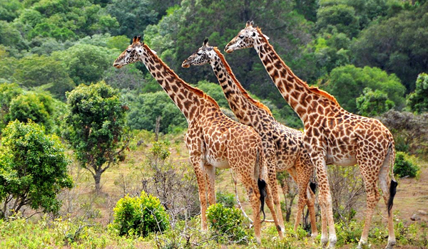 7 Days 6 Nights Tanzania Safari