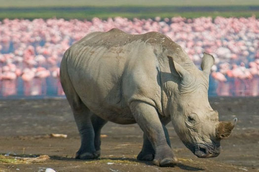 lake nakuru 2
