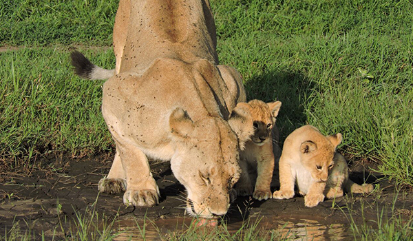 6 Days 5 Nights Tanzania Safari