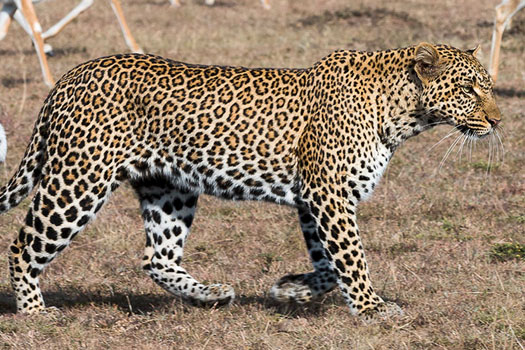 masai mara