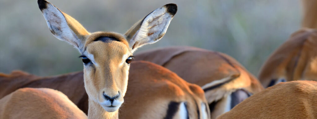 Ultimate Guide to Wildlife Safari Photography in East Africa