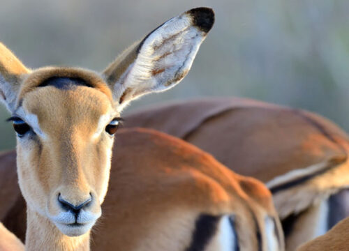 Ultimate Guide to Wildlife Safari Photography in East Africa