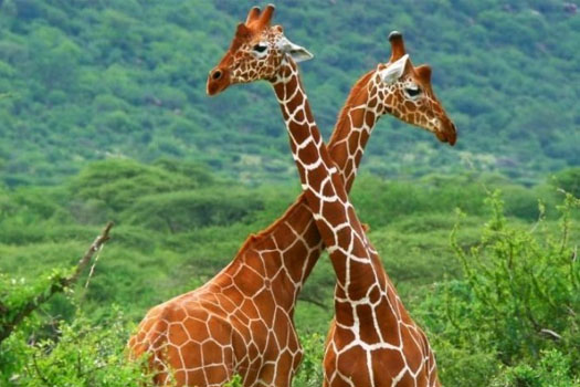 samburu