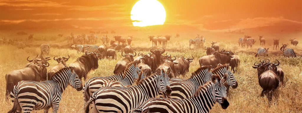 Tips for a Memorable Safari Experience in Serengeti