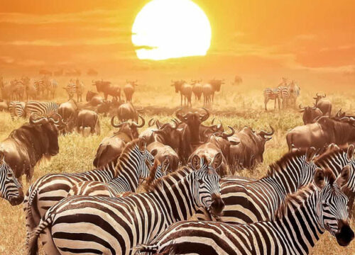 Tips for a Memorable Safari Experience in Serengeti