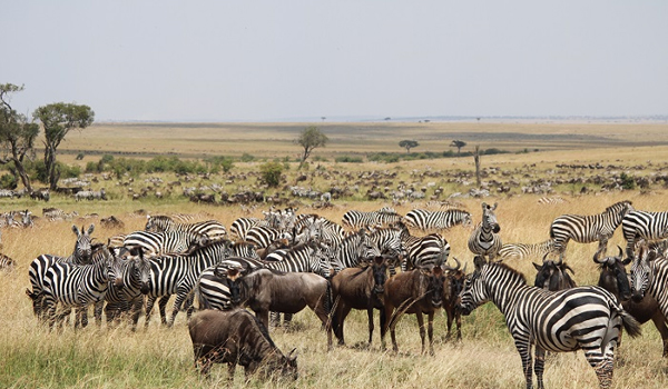 5 Days 4 Nights Explore Kenya Safari