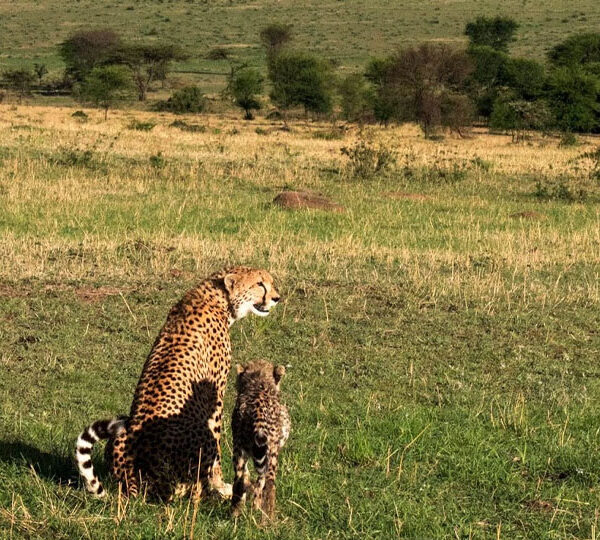 Kenya - Uganda Safaris