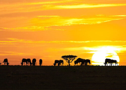 6 Days Tanzania Budget Safari