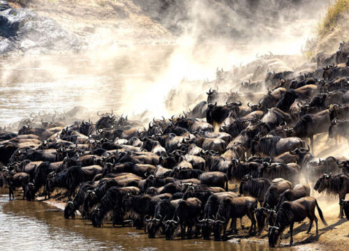 6 Days Serengeti Migartion Safari