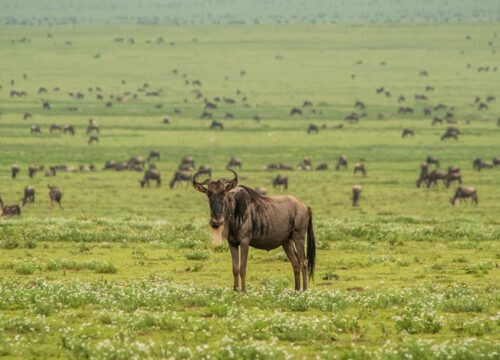 8 Days Kogatende Migration Safari