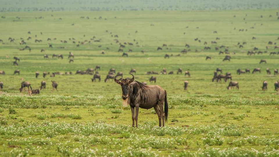 8 Days Kogatende Migration Safari
