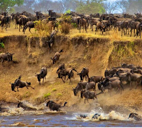 Tanzania Safaris