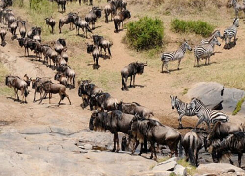 7 Days Ndutu, Serengeti & Ngorongoro Migration Safari
