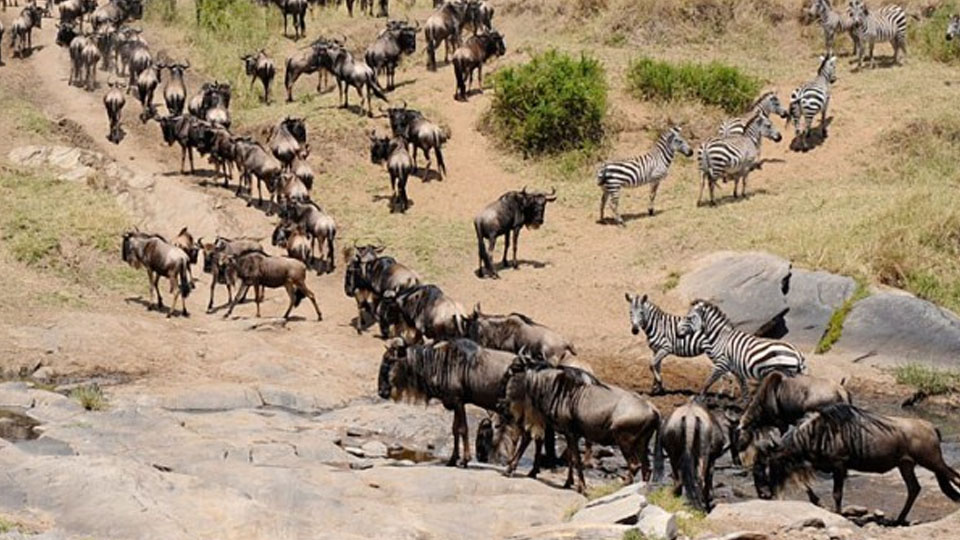 7 Days Ndutu, Serengeti & Ngorongoro Migration Safari
