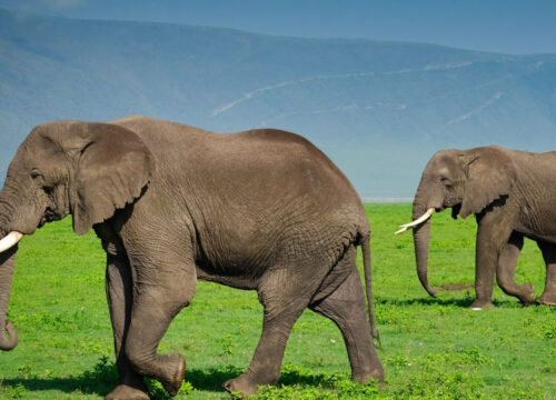 4 Days Tanzania Budget Safari